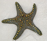 Another seastar